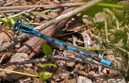 Enallagma cyathigerum
