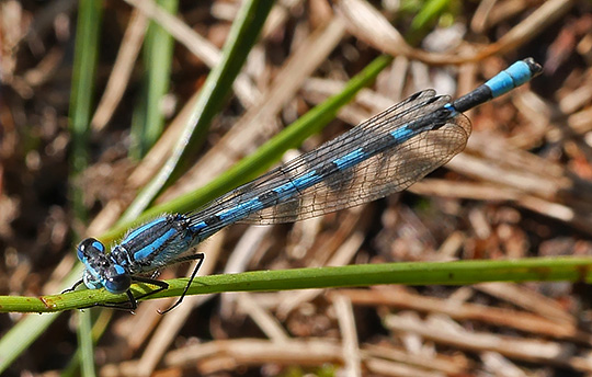 Enallagma cyathigerum