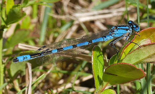 Enallagma cyathigerum