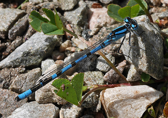 Enallagma cyathigerum