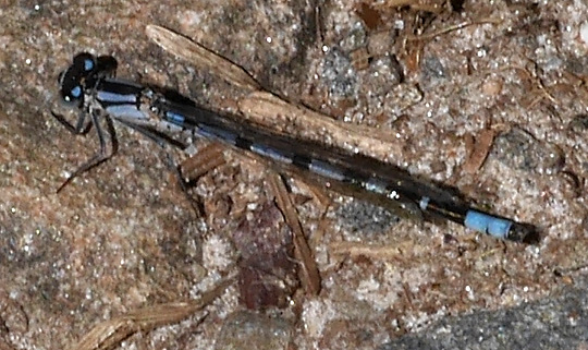 Enallagma cyathigerum