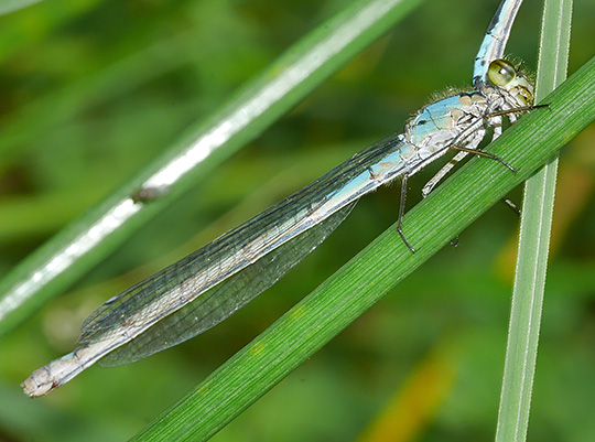 Enallagma cyathigerum