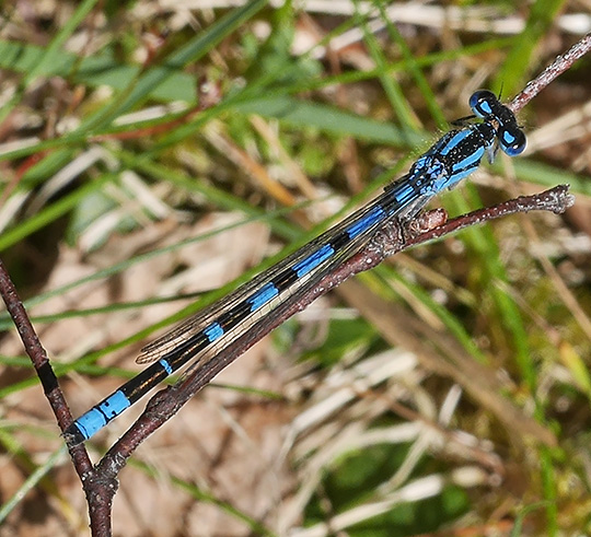 Enallagma cyathigerum