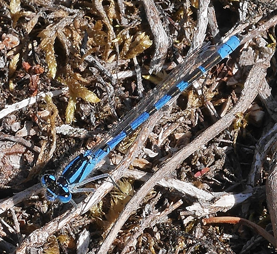 Enallagma cyathigerum