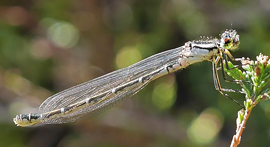 Enallagma cyathigerum