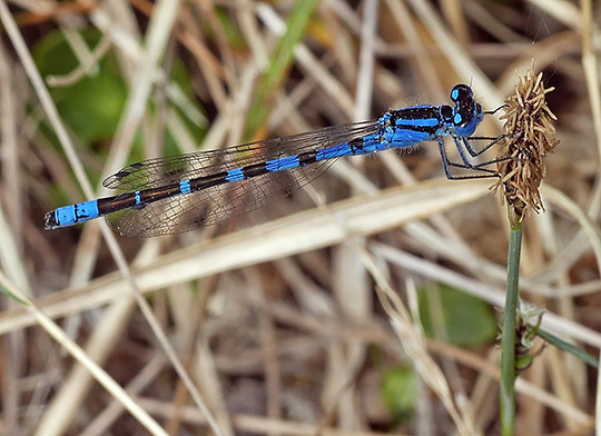 Enallagma cyathigerum