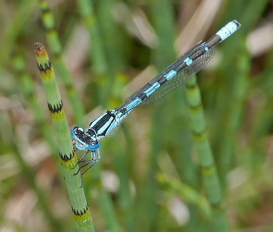 Enallagma cyathigerum