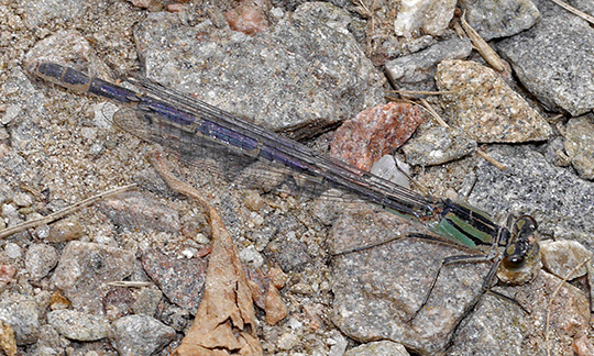 Enallagma cyathigerum