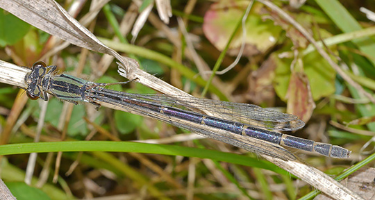 Enallagma cyathigerum