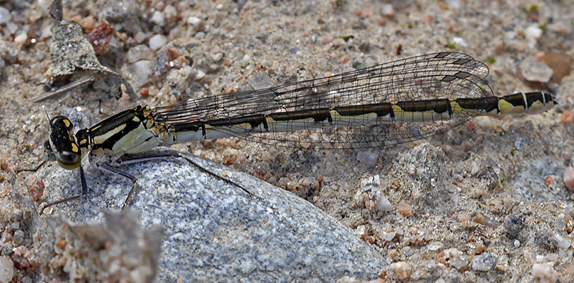 Enallagma cyathigerum