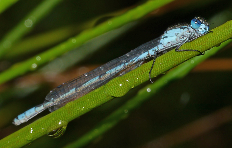 Enallagma cyathigerum