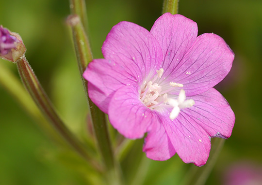 Epilobium hirsutum
