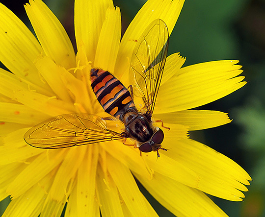 Episyrphus balteatus