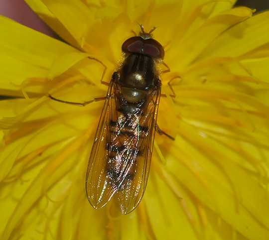 Episyrphus balteatus