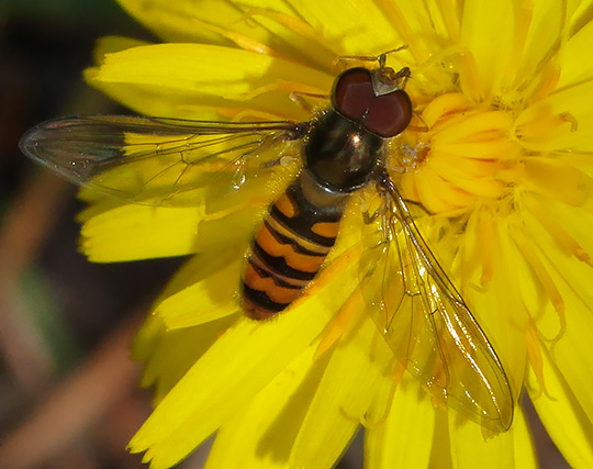 Episyrphus balteatus