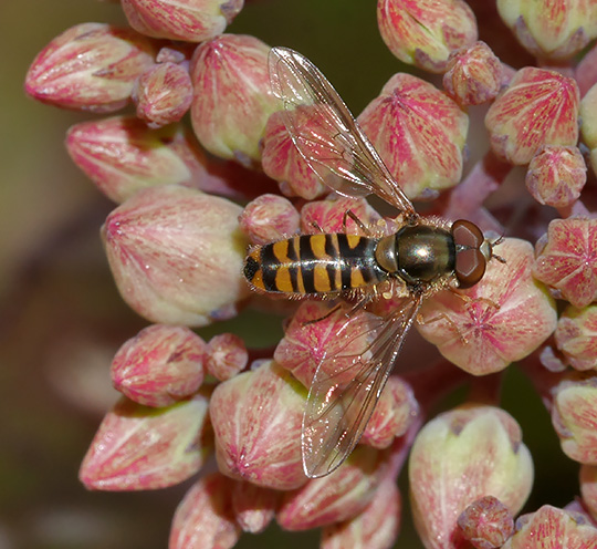 Episyrphus balteatus