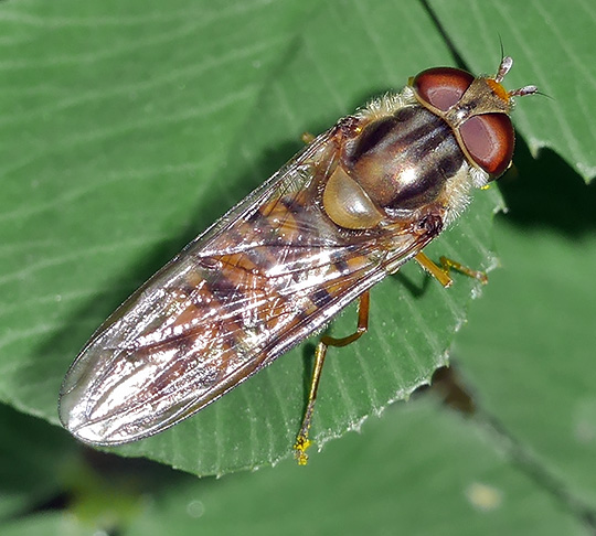 Episyrphus balteatus