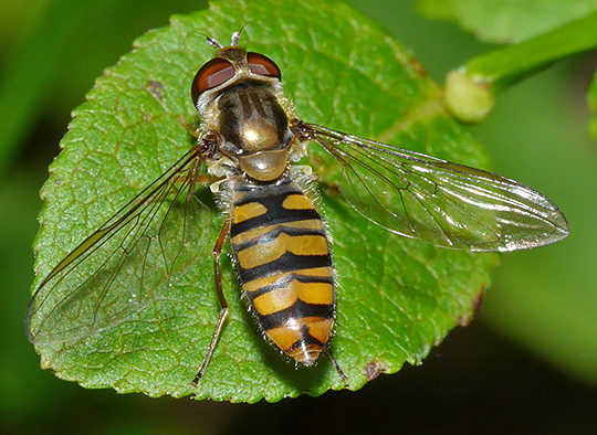 Episyrphus balteatus