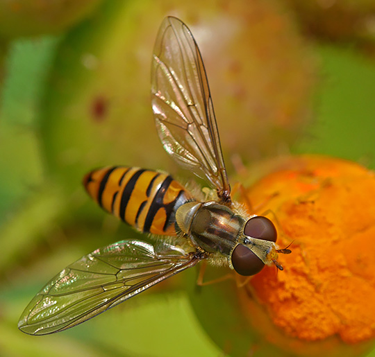 Episyrphus balteatus