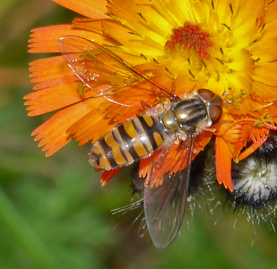 Episyrphus balteatus