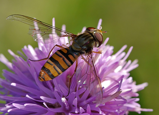 Episyrphus balteatus