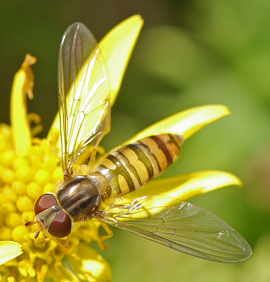 Episyrphus balteatus