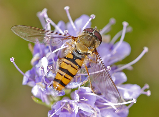 Episyrphus balteatus
