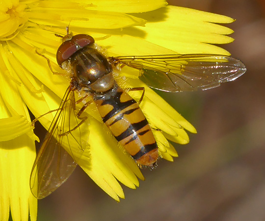 Episyrphus balteatus