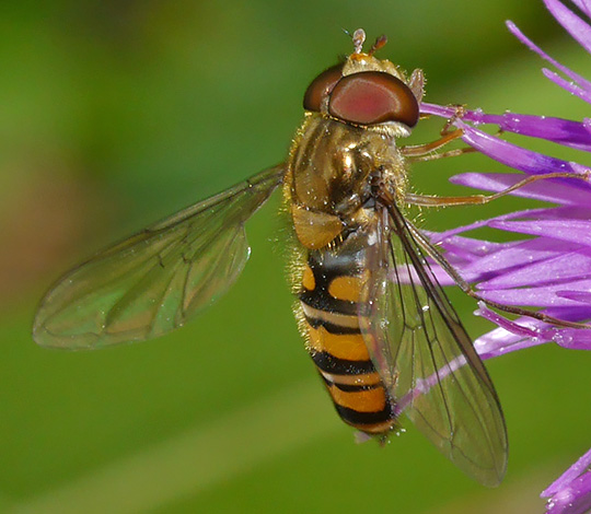 Episyrphus balteatus