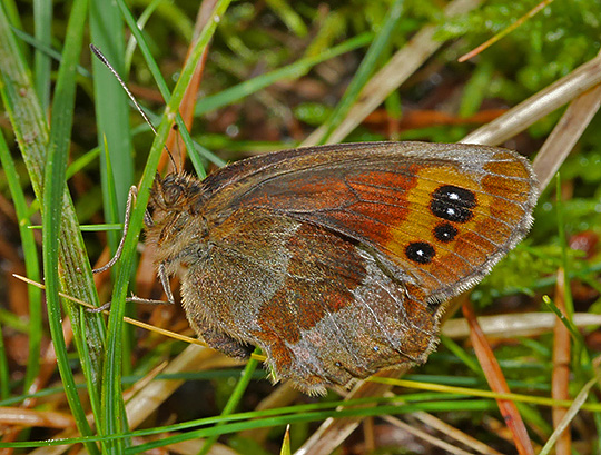 Erebia aethiops