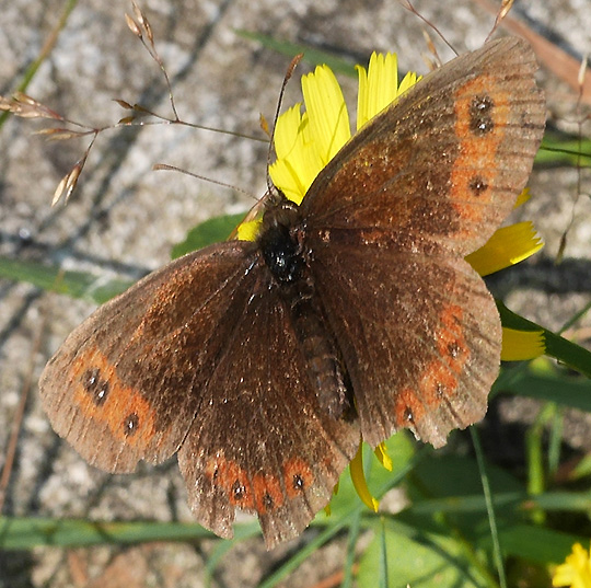 Erebia aethiops