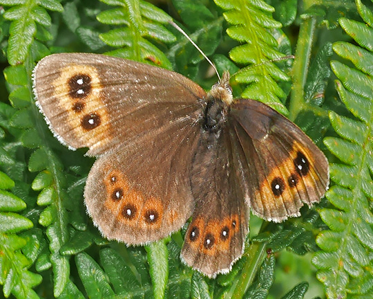Erebia aethiops