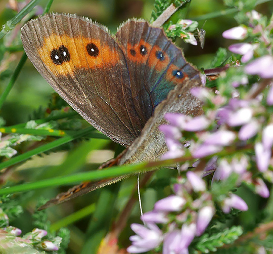 Erebia aethiops