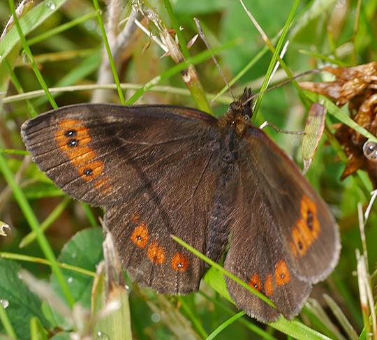 Erebia aethiops