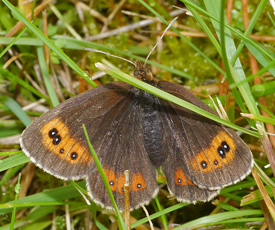 Erebia aethiops