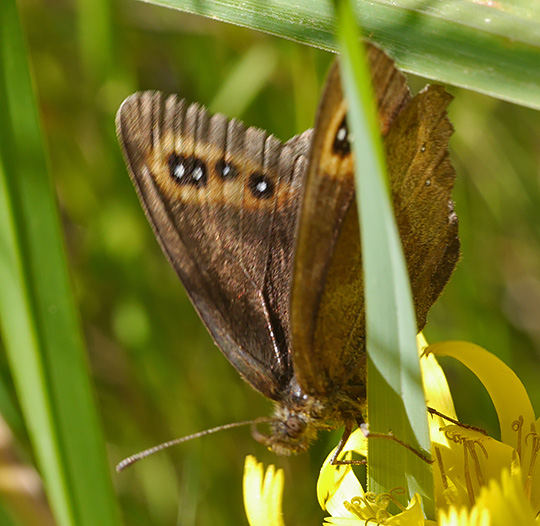 Erebia aethiops
