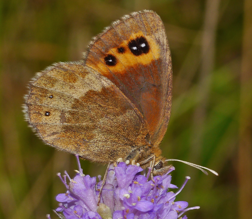Erebia aethiops