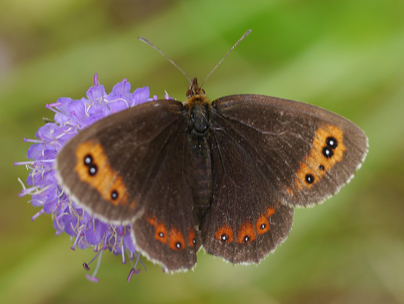Erebia aethiops