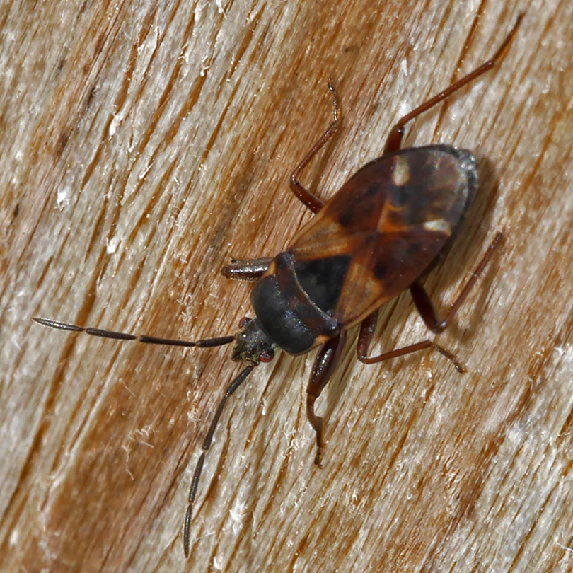 Eremocoris abietis