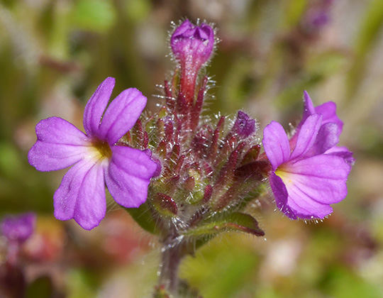 Erinus alpinus