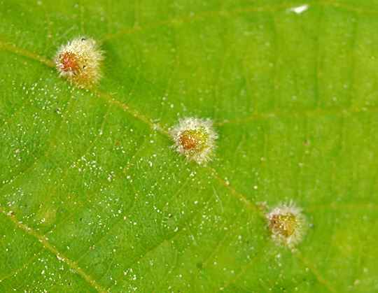 Eriophyes exilis