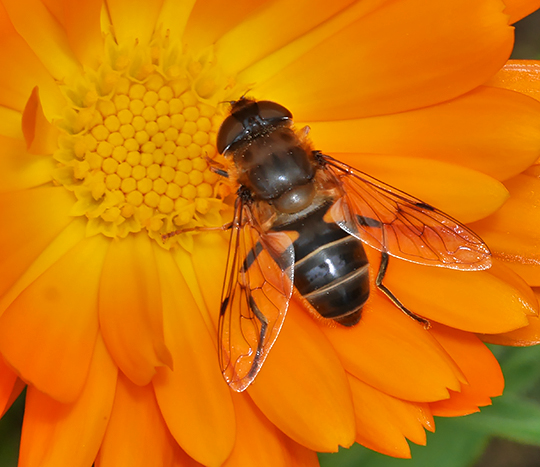 Eristalis pertinax