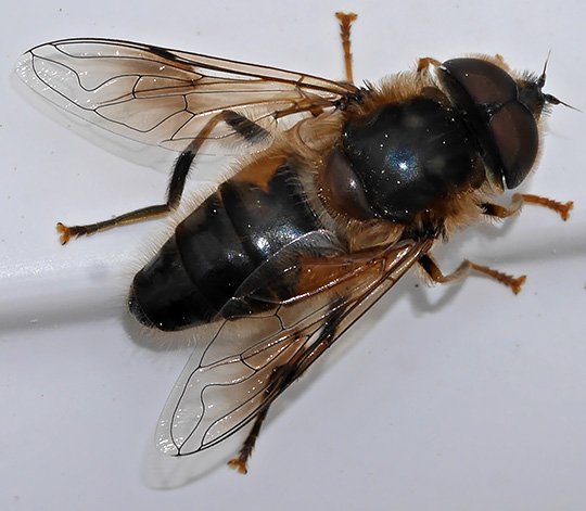 Eristalis pertinax