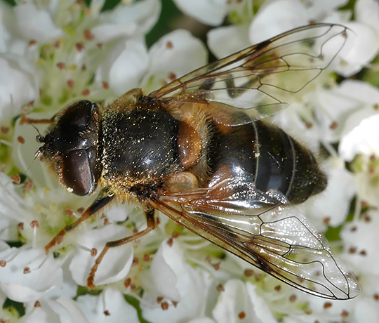 Eristalis pertinax