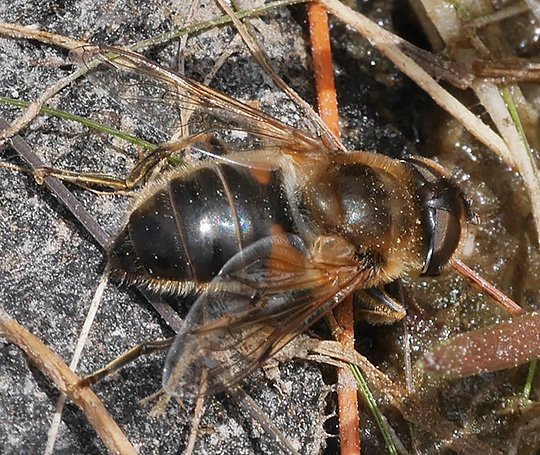 Eristalis pertinax