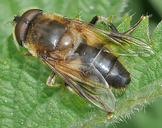 Eristalis pertinax