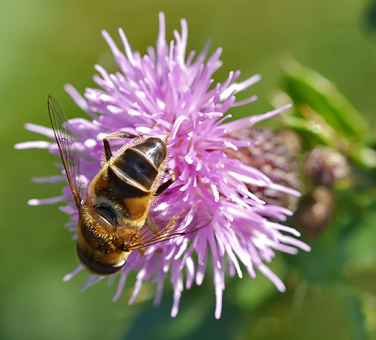 Eristalis pertinax