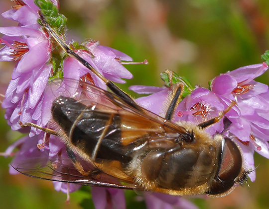 Eristalis pertinax