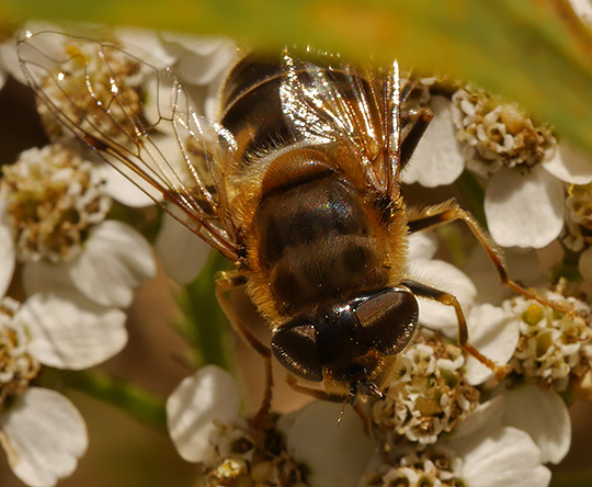 Eristalis pertinax
