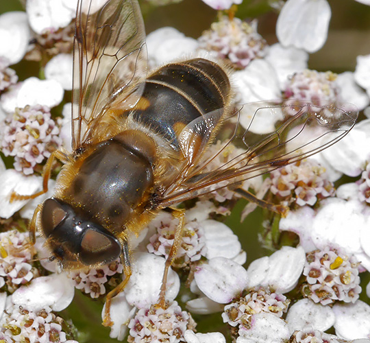 Eristalis pertinax